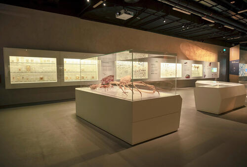 Lee Kong Chian Natural History Museum